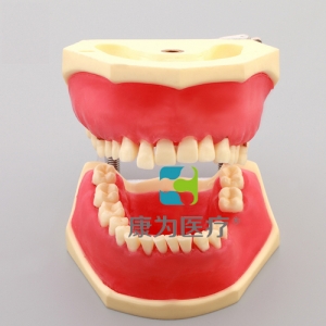 “康為醫(yī)療”牙周病實(shí)習(xí)模型