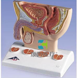 前列腺模型，實(shí)物1/2