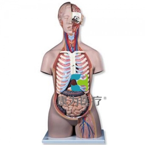 經(jīng)典無性軀干模型，后背開放，21部分
