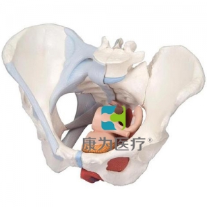 女性骨盆模型（配置韌帶組件，穿通盆底肌群及器官的正中矢狀切面），4分體