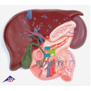 肝臟帶膽囊、胰和十二指腸模型