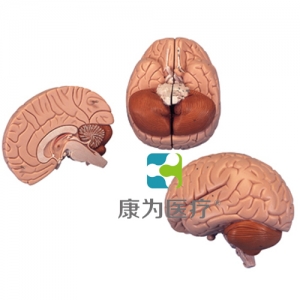 介紹性腦模型，2部分