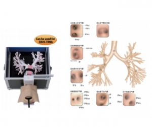 進(jìn)口超聲波支氣管鏡模型，超聲波支氣管鏡訓(xùn)練模型